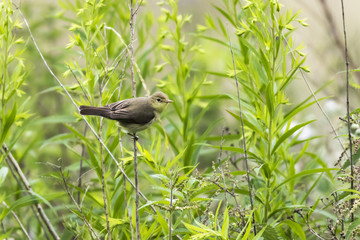 Orpheusspötter (Hippolais polyglotta)