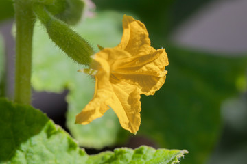 Yellow cucumber blossom.