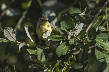Fitis (Phylloscopus trochilus)