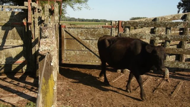 Trabajos con Ganado Vacuno Angus Negro, en Buenos Aires, Argentina
