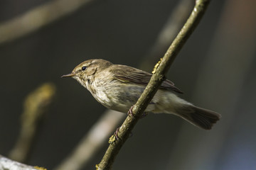 Zilpzalp (Phylloscopus collybita)