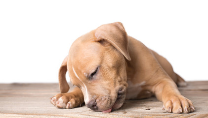 American staffordshire terrier dog