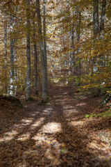 orman
