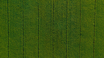 background of green rice field, where the seeds are harvested