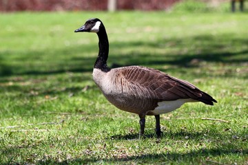 Grau Gans auf Wiese