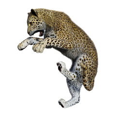 3D Rendering Big Cat Leopard on White