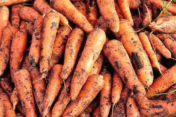closeup of fresh harvested orange carrot vegetable