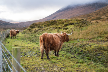 Two of Highland Cattle, a Scottish cattle breed. Hairy cow with long horns and wavy coats. On the field in Isle of Skye, Scottish Highlands.