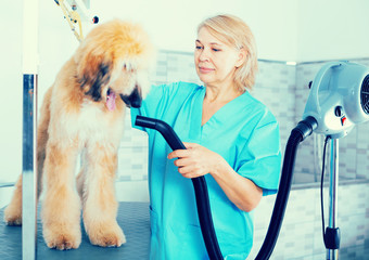 hairdresser professional dries hair by fen dog fur Afghan hound dog in hairdresser for animal