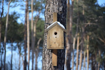 домик для птиц в городском,зимнем парке