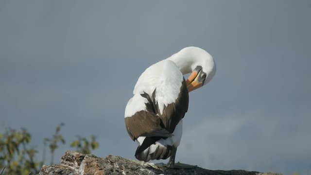 ow angle close up shot of an adult nazca booby preening its feathers at isla genovesa in the galapagos islands
