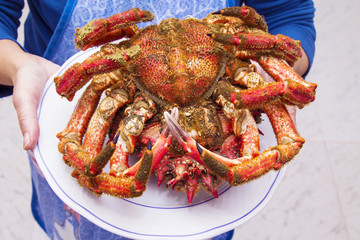hands holding plate with seafood, crab or giant spider crab