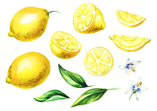 Fresh Lemon fruits and leaves with flowers collection. Watercolor hand drawn illustration