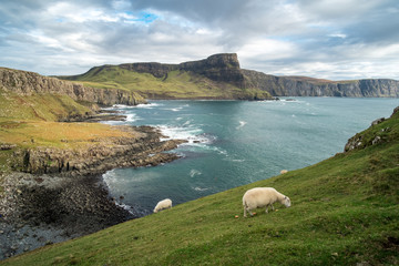 Sheep and Scenic View of Neist Point, Isle of Skye in Scotland