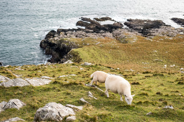 Obraz premium Sheep and Scenic View of Neist Point, Isle of Skye in Scotland