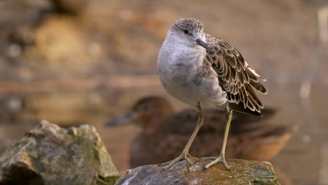 Ruff (Calidris pugnax) relaxing
