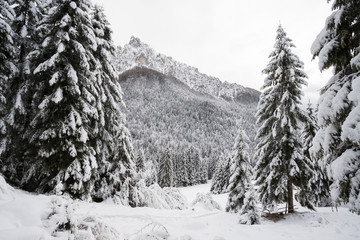 paesaggio invernale in Val Canali, nel parco naturale di Paneveggio - Trentino