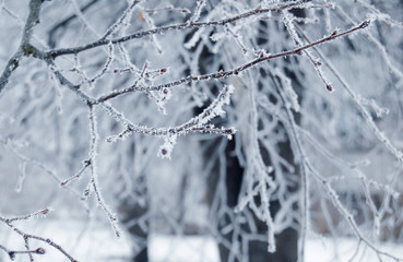 Tree branches covered with snow in winter