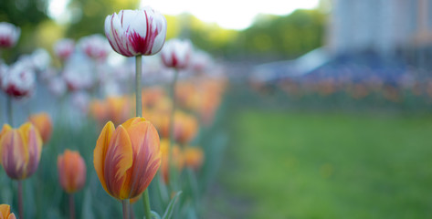 Beautiful tulips on the street