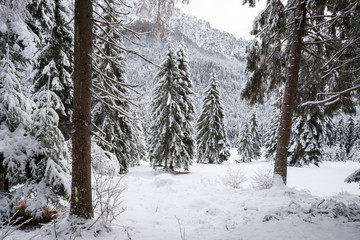 paesaggio invernale in Val Canali, nel parco naturale di Paneveggio - Trentino