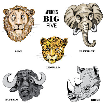 Collection of animals from Africa's big five. Vector illustration on white background