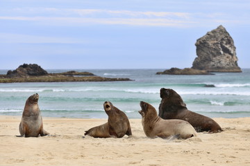 Seals at the beach