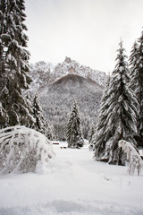 paesaggio invernale in Val Canali, nel parco naturale di Paneveggio - Trentino