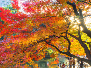 Red maple or momiji in Japanese garden.