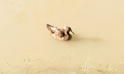 The duck is swimming alone  