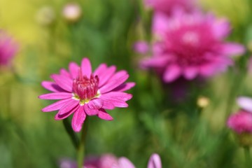 Fototapeta premium close up macro flower photography image of a pink purple daisy and contrasting green blur background with copy space and taken in West Sussex England UK