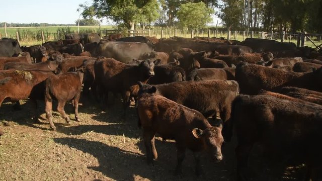 Trabajos con Ganado Vacuno Angus Negro, en Buenos Aires, Argentina

