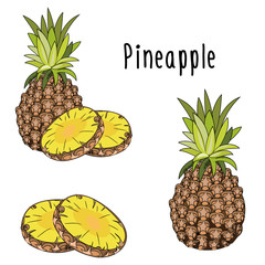 Vector illustration of Pineapple