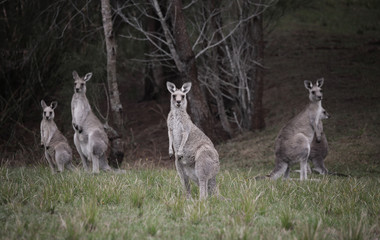 Mob of kangaroos in bushland