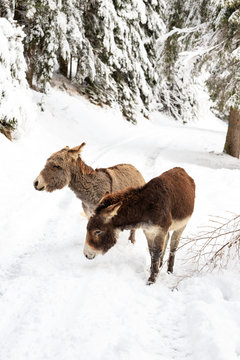 due asinelli sulla neve, in Val Canali, nel parco naturale di Paneveggio - Dolomiti
