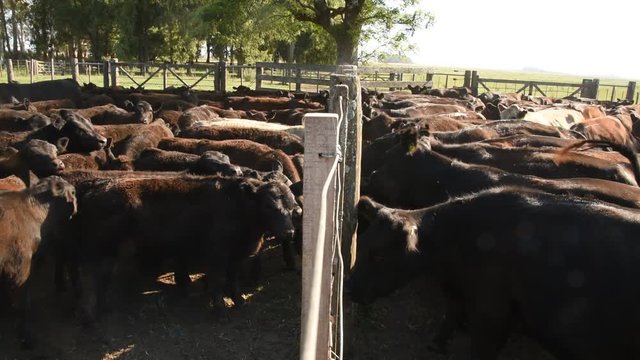 Trabajos con Ganado Vacuno Angus Negro, en Buenos Aires, Argentina
