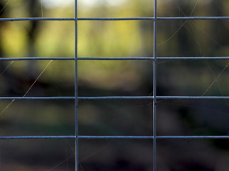 metal net, spider web, nature background