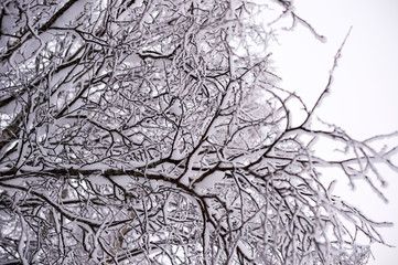 Forsty snowy birch branches 
