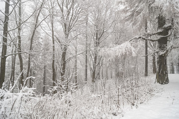 Obraz premium Snowy countryside, Roudno, Roudny, Czech Republic