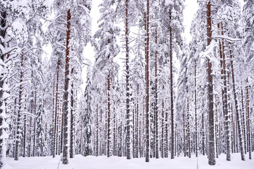 Fototapeta premium Snowy winter forest in Northern Finland with pinetrees