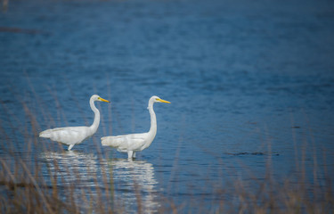 Fototapeta na wymiar Couple of Egret in River