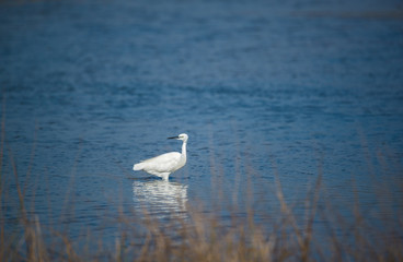 Fototapeta na wymiar White Heron in Blue River