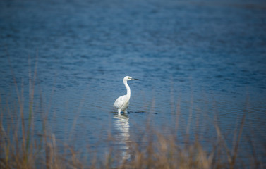 Fototapeta na wymiar White Heron in Water