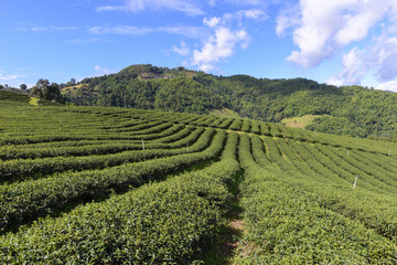 Fototapeta na wymiar The row of the tea farm with the blue sky.