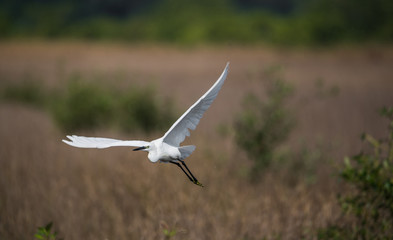 White heron in flight