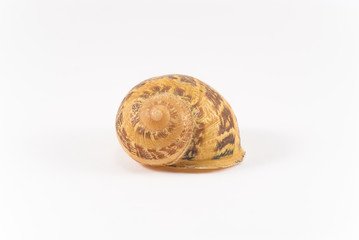 Snail shell (white background)