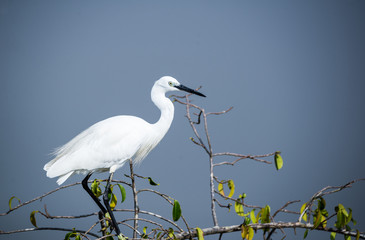 White heron bird in a tree top