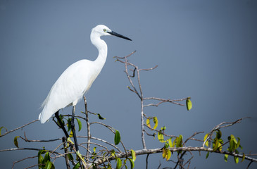 White heron in a tree