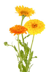 Bouquet of marigold flowers on a white background
