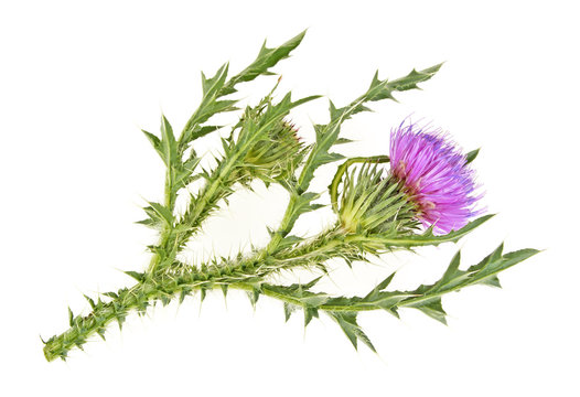 Milk thistle flower isolated on a white background
