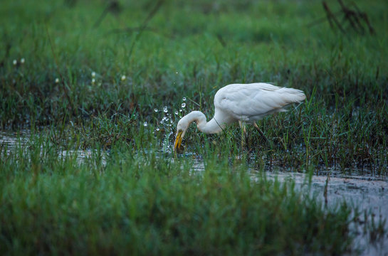 White Egret catching Fiish